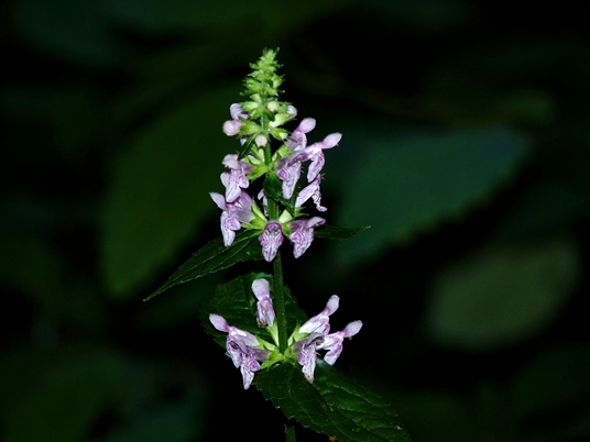 {Stachys latidens}